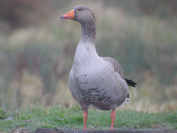 domestic Greylag Goose x Swan Goose hybrid